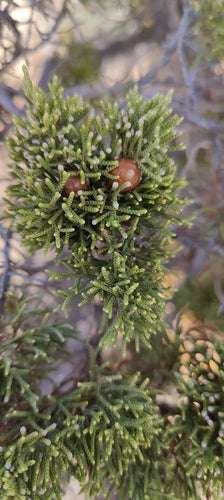 Phönizischer Wacholder — Bild 5