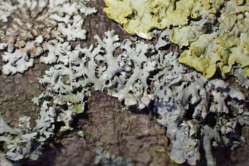 Physcia-Flechte — Bild 2 von 9