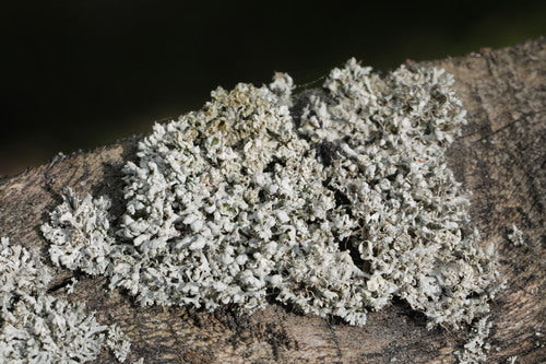 Physcia-Flechte — Bild 5 von 9