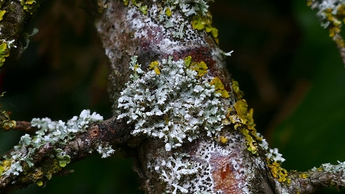 Physcia-Flechte — Bild 3 von 9