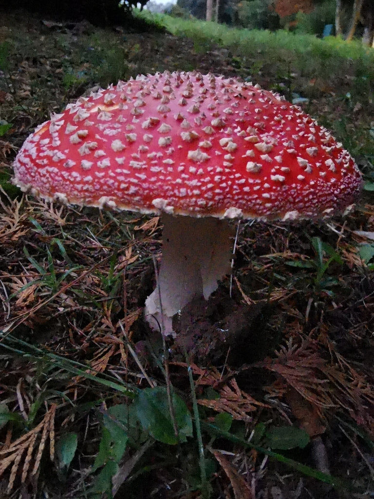 Pilz — Bild 1 von 8