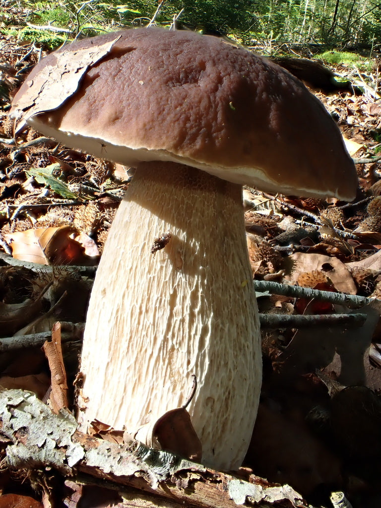 Pilz — Bild 3 von 8