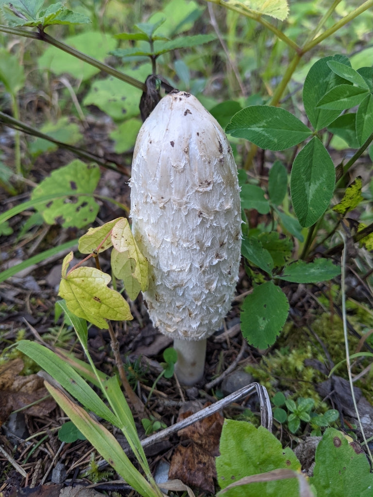 Pilz — Bild 2 von 8