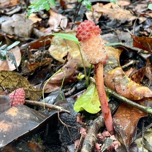 Pilz — Bild 5