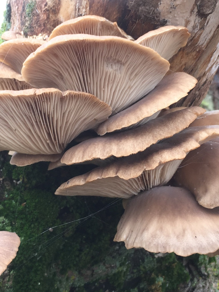 Pilz — Bild 5 von 8