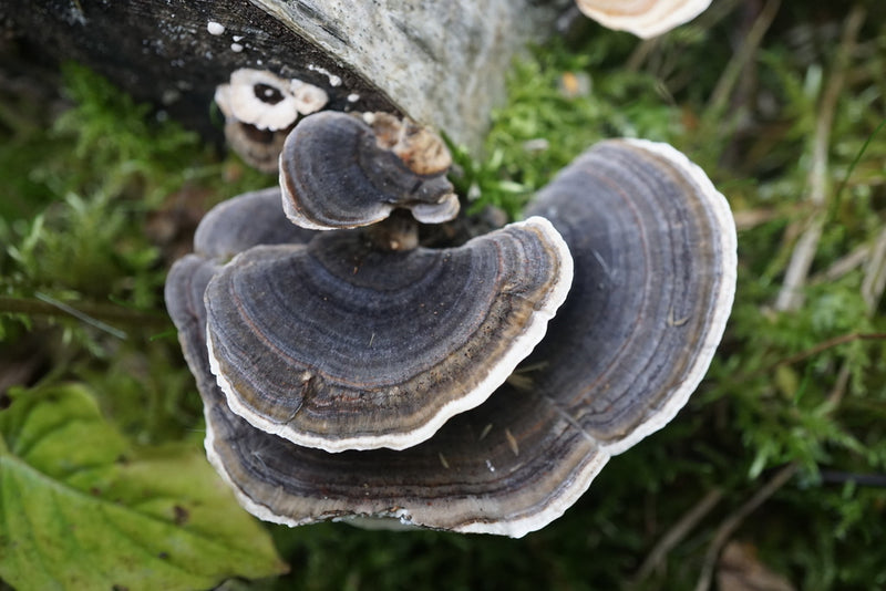 Pilz — Bild 4 von 8