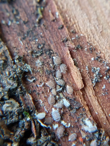 Pinselfüßer — Bild 4