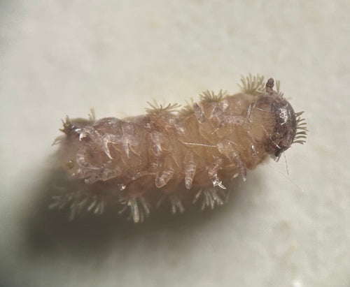 Pinselfüßer — Bild 2