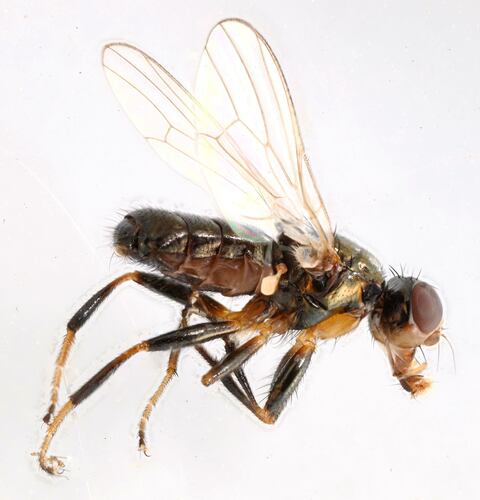Piophila Casei — Bild 5