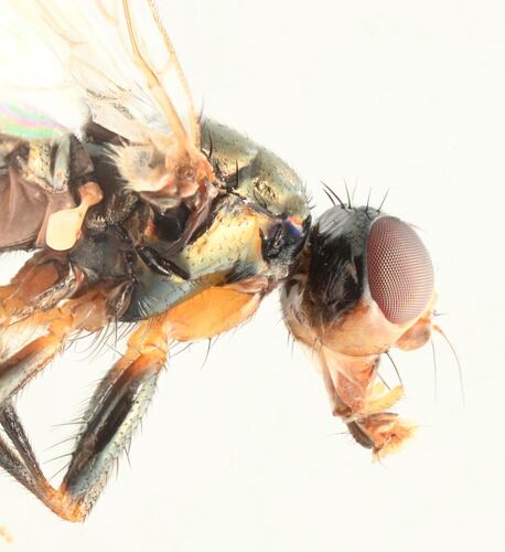 Piophila Casei — Bild 3