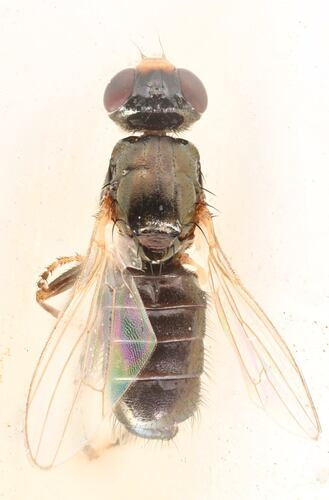 Piophila Casei — Bild 4