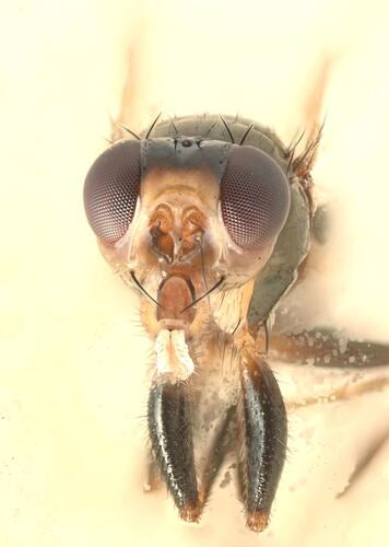 Piophila Casei — Bild 2