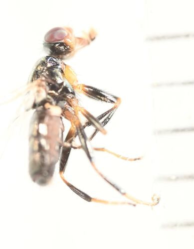 Piophila Casei — Bild 1