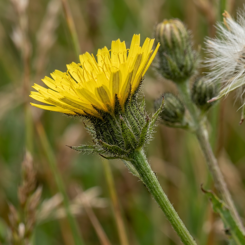 Pippau-Art (Crepis), KI-Illustration