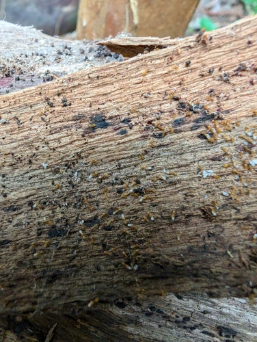 Plagiolepis alluaudi — Bild 1 von 8
