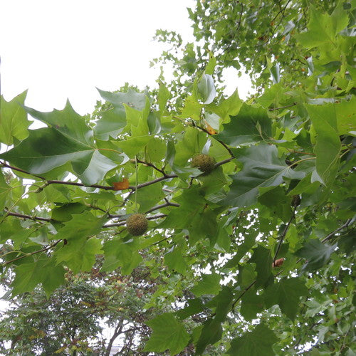 Platanen-Bodenwanze — Bild 5