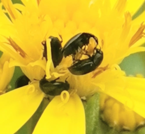 Pollenglanzkäfer — Bild 5 von 9