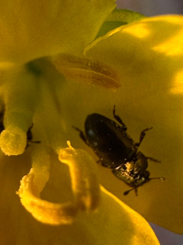 Pollenglanzkäfer — Bild 2 von 9
