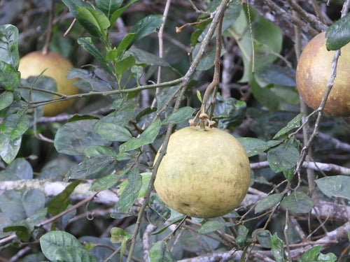 Pomeranze — Bild 5