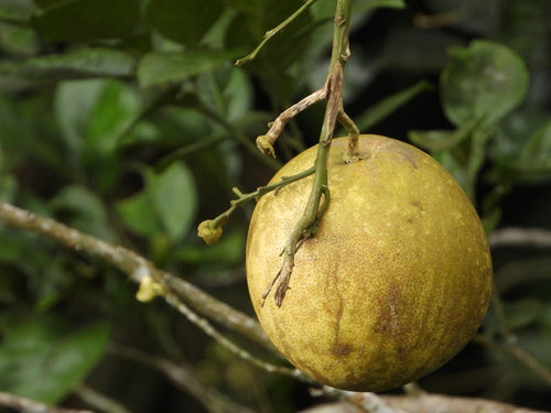 Pomeranze — Bild 3