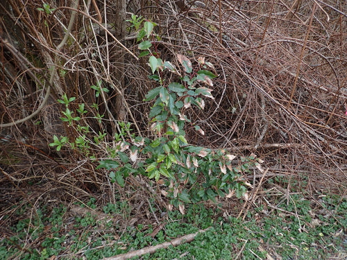 Portugiesischer Kirschlorbeer — Bild 2