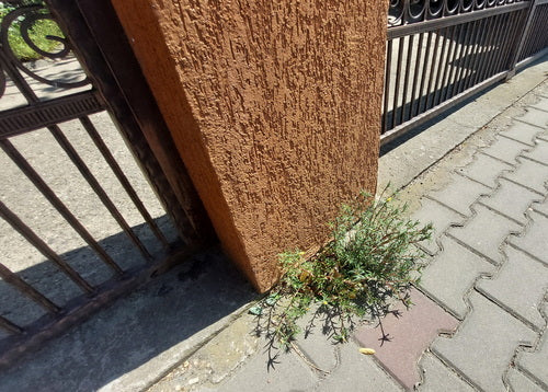 Portulak Roeschen — Bild 5