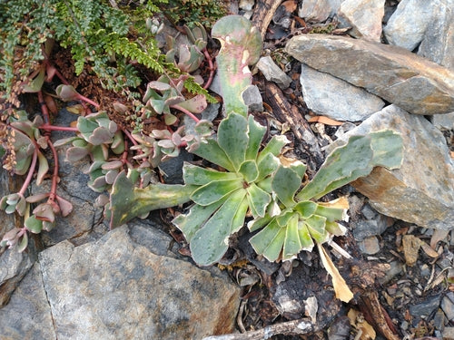 Porzellanroeschen — Bild 3