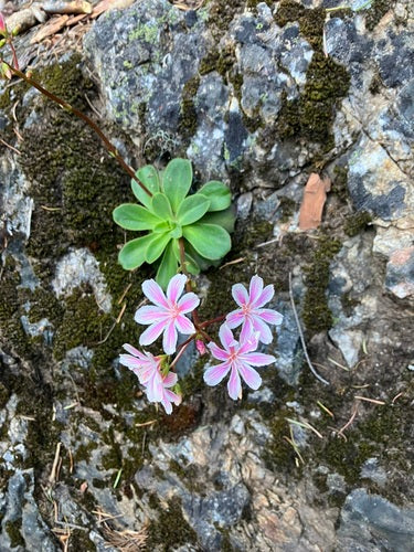 Porzellanroeschen — Bild 2