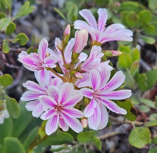 Porzellanroeschen — Bild 5