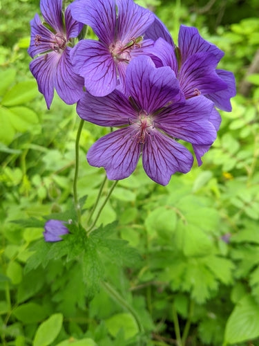 Pracht-Storchschnabel — Bild 2