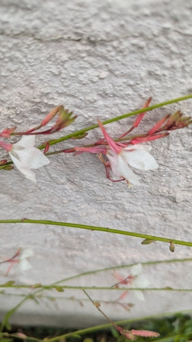 Prachtkerze — Bild 5