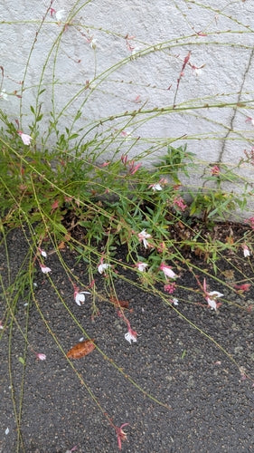 Prachtkerze — Bild 3