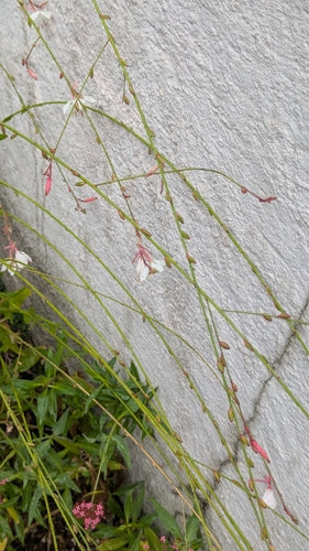 Prachtkerze — Bild 2