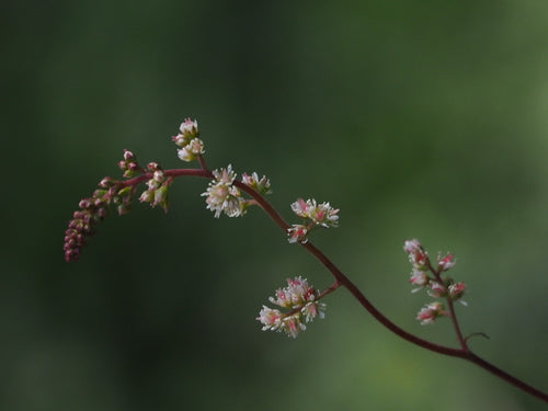 Prachtspieren — Bild 4 von 10