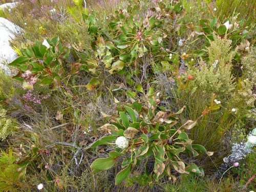Protea — Bild 4