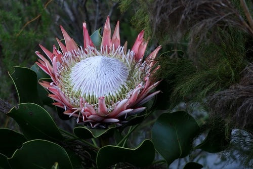 Protea — Bild 3