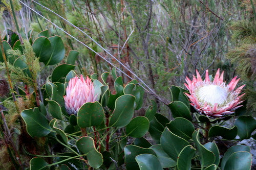 Protea — Bild 1