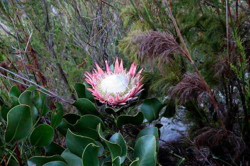 Protea — Bild 2