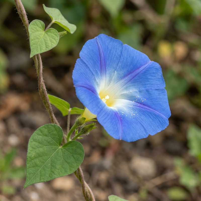 Prunkwinde
