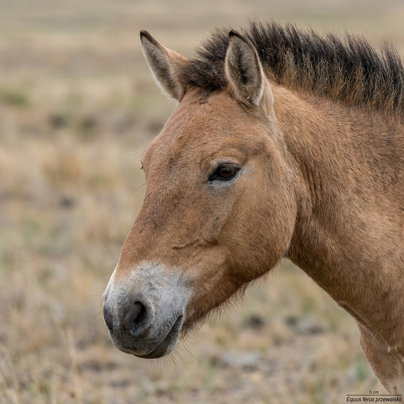 Przewalski-Pferd