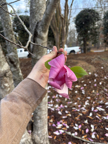 Purpur-Magnolie — Bild 3