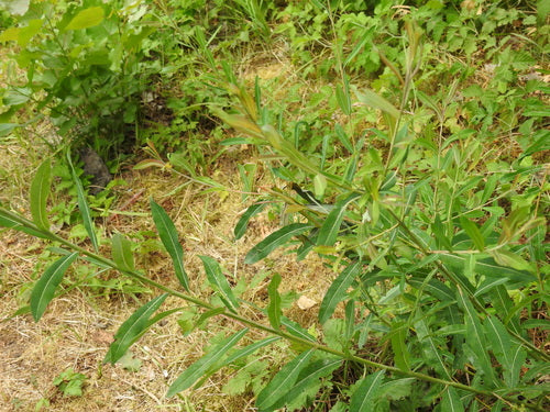 Purpur-Weide — Bild 5