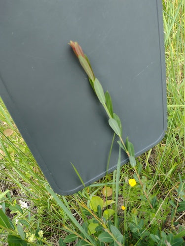 Purpur-Weide — Bild 4