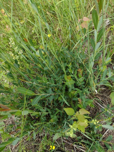 Purpur-Weide — Bild 3