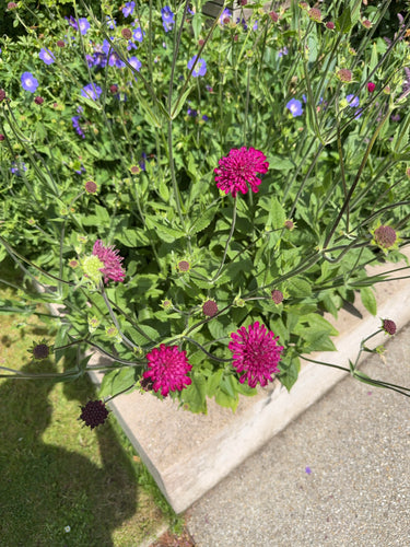 Purpur-Witwenblume — Bild 4 von 11