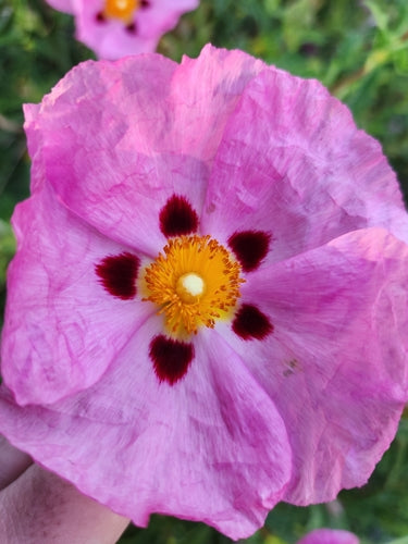 Purpur-Zistrose — Bild 5