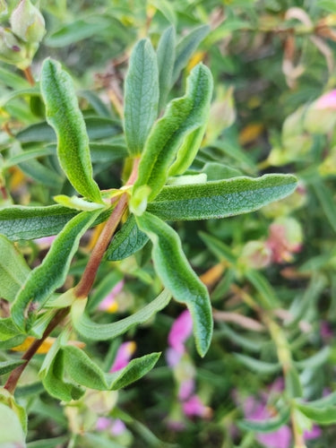Purpur-Zistrose — Bild 4