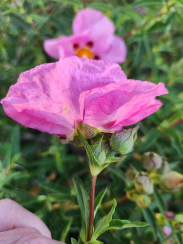 Purpur-Zistrose — Bild 3