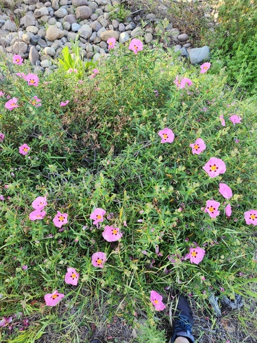 Purpur-Zistrose — Bild 2