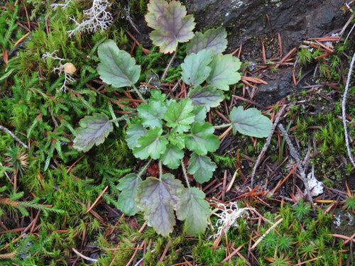 Purpurgloeckchen — Bild 2